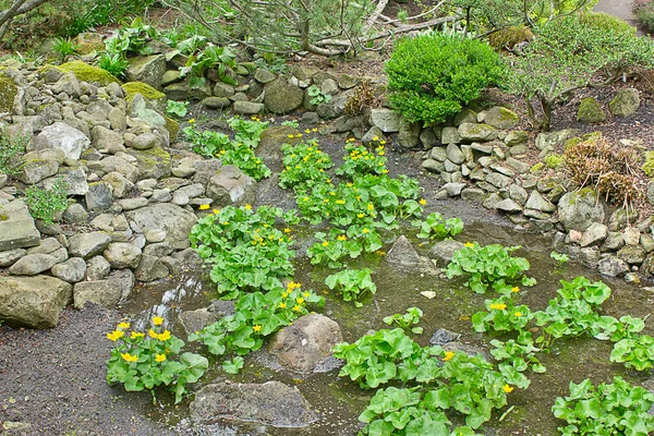 池のほとりのカルタ パルストリスの黄色の花々 — ストック写真