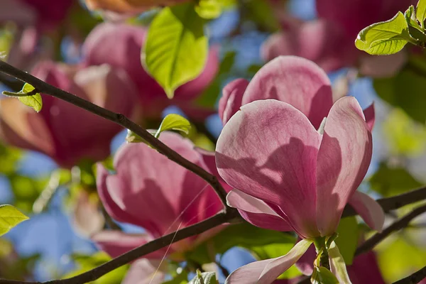 Sulange Magnolia Black Tulip Close Tree Branch — Zdjęcie stockowe