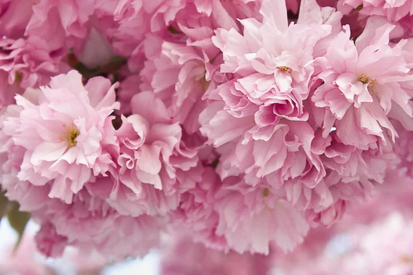 Ein Zweig Mit Einer Blühenden Rosa Ziersakura Nahaufnahme — Stockfoto