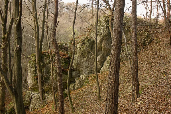 Осінній Пейзаж Камінь Осінньому Лісі — стокове фото