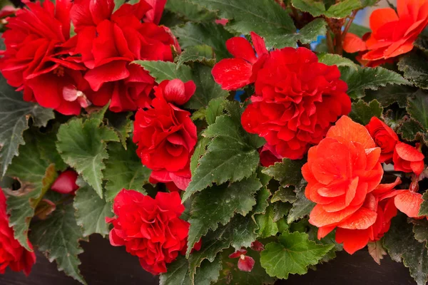 Rote Frottee Begonien Großaufnahme Blumentopf — Stockfoto