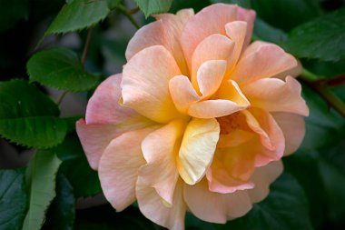 One orange rose close-up in the garden on a bush