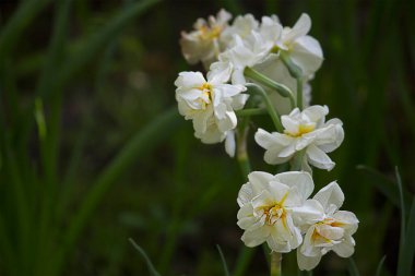 Çiçek tarhında çiçek açan beyaz nergisler.