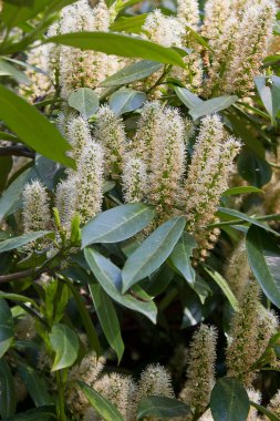 Prunus Laurocerasus 'un beyaz çiçekleri. Çiçekli bahar defne çalısı
