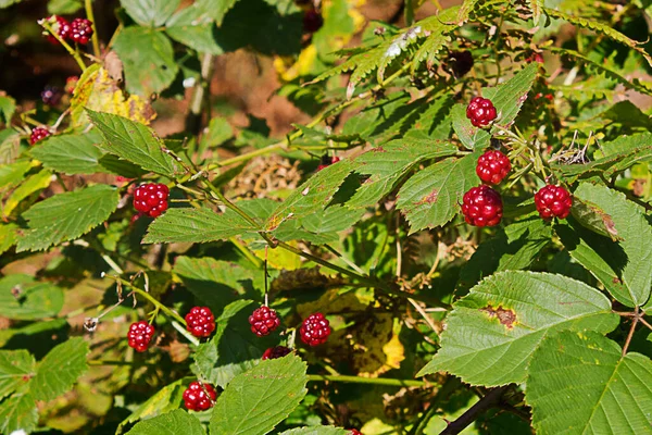 特写中的森林黑莓灌木 — 图库照片
