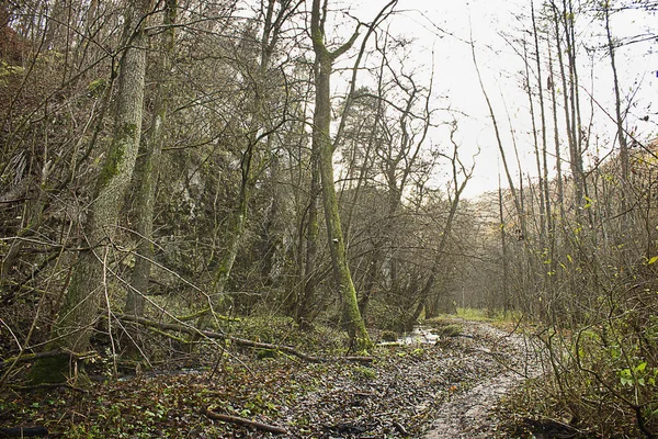 Herbstlicher Landschaftswald Mit Umgestürzten Bäumen Einem Felsen Und Einem Waldbach — Stockfoto