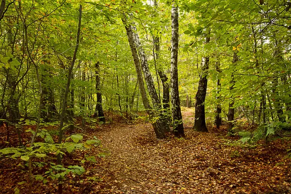 Осенний Пейзаж Вид Осенний Лес Желтыми Листьями — стоковое фото