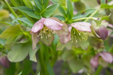 Çiçek tarlasında çiçek desenli pembe çiçekler.