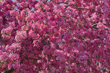 Elma ağacının pembe çiçekleriyle çiçek açan ağaç. Yaklaş. Bahar çiçekli bahçeler