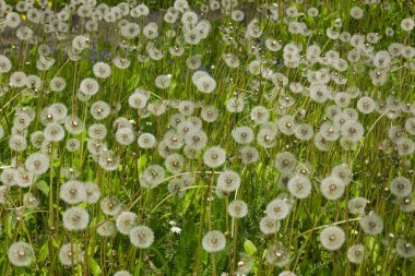 Yakından beyaz karahindiba ile yeşil bir çayır.