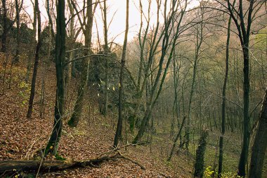 sonbahar ormanı sonbahar geçidi kayalarla doludur.