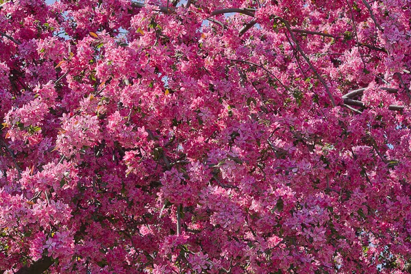 Elma ağacının pembe çiçekleriyle çiçek açan ağaç. Yaklaş. Bahar çiçekli bahçeler