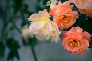 İki portakal ve çalılıklarda bir beyaz gül.