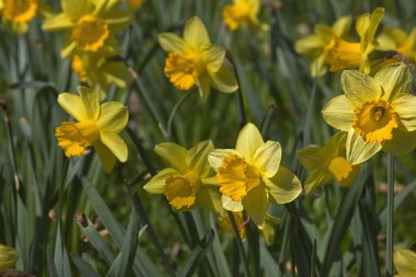 yellow daffodils close-up. Flowers in the garden among the grass.