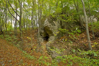 Yaz manzarası. Ormanda, yeşil çalılıkların arasında bir kaya..