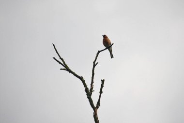 brown finch bird sitting on a dry tree branch against the sky
