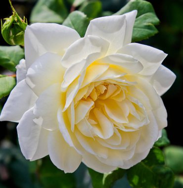 Close-up of a White rose growing on a bush