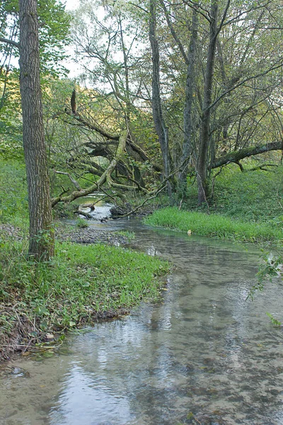 Paysage Estival Ruisseau Forestier Avec Arbre Tombé — Photo