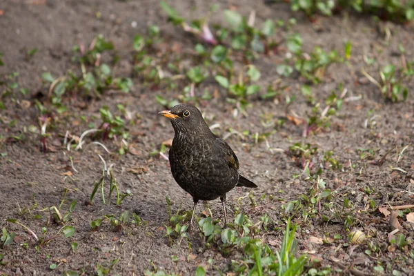 Blackbird Close Ground Grass — Stock Photo, Image