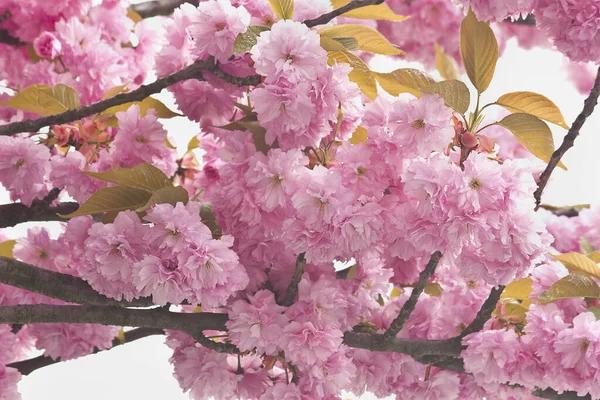 Rosa Sakura Erblüht Großaufnahme Einem Baum Ein Frühling Blühender Japanischer — Stockfoto