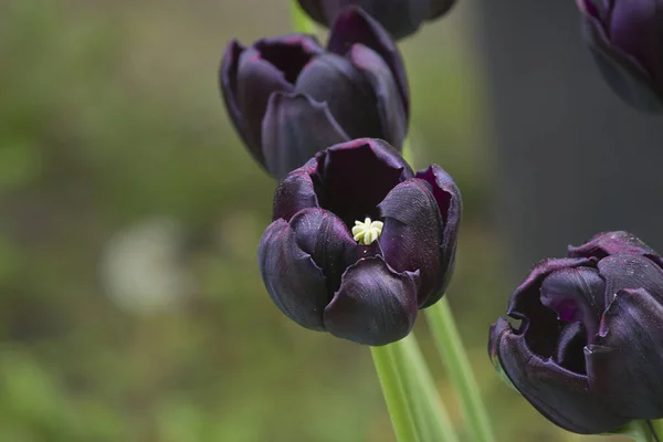 Черный Тюльпан Крупным Планом Растет Клумбе — стоковое фото