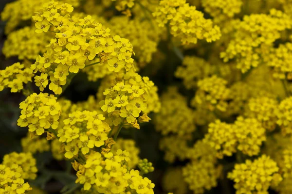 Żółte Kwiaty Campanula Garganica Zbliżenie Krzew Kwitnący Żółtymi Kwiatami — Zdjęcie stockowe