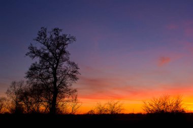Renkli bir günbatımı Ağaç ve çalıların silueti