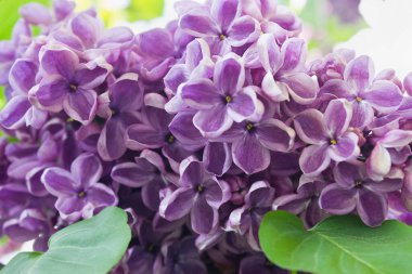 Çiçek açan mor leylakların bahar çalısı.