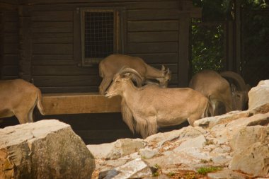Hayvanat bahçesindeki yele koyunu