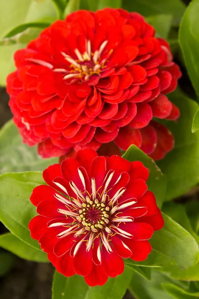 Zbliżenie Czerwonego Kwiatu Cynku Rosnącego Ogrodzie Łóżko — Zdjęcie stockowe
