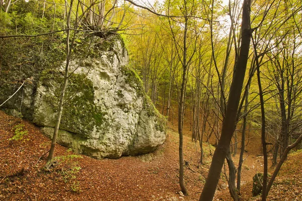 Осінній Пейзажний Камінь Жовтому Осінньому Лісі — стокове фото