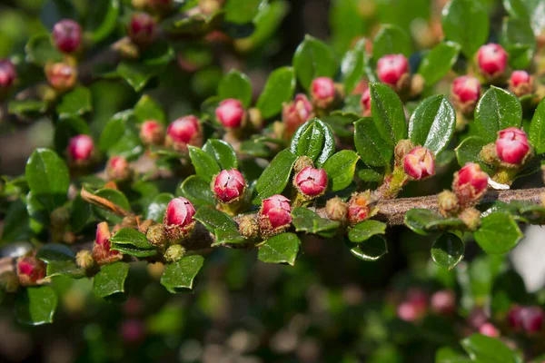 Buschzweig Mit Kleinen Rosa Blüten Nahaufnahme — Stockfoto