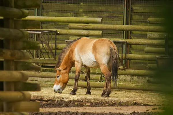 Cavallo Przewalski Pascolava Una Penna Uno Zoo — Foto Stock