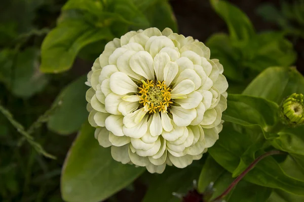 Primer Plano Una Flor Zinnia Blanca Creciendo Una Cama Jardín — Foto de Stock