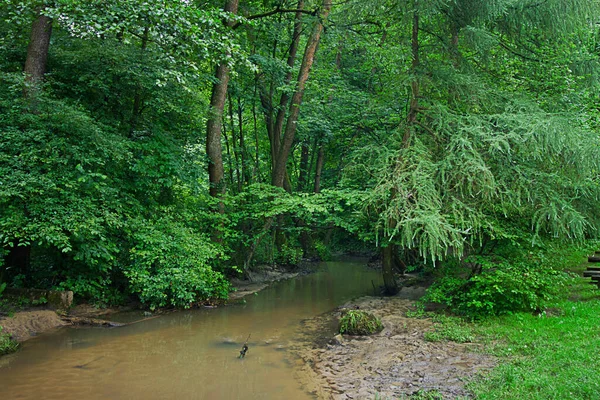 緑の森の中に小川がある風景 — ストック写真