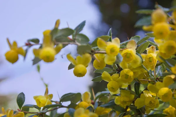 Kwitnący Wiosenny Krzew Jagodowy Żółtymi Kwiatami Zbliżeniu — Zdjęcie stockowe