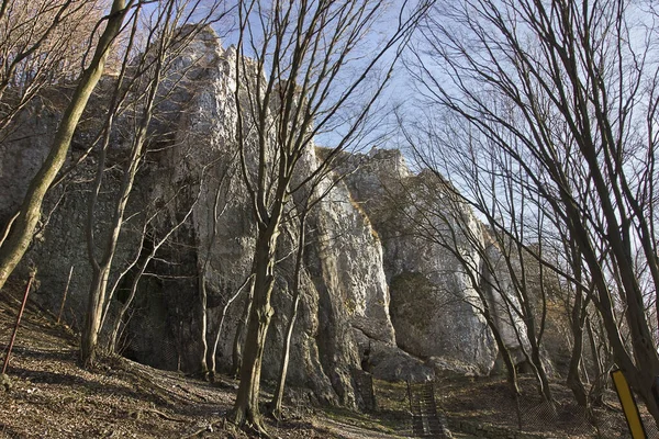 早春の岩や裸の木の風景 — ストック写真