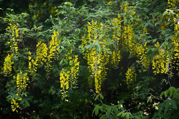 Żółte Kwitnące Skupiska Labrunum Zbliżenie Kwitnące Wiosenne Drzewo Labrunum — Zdjęcie stockowe