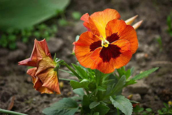 Culottes Orange Fleurs Gros Plan Poussant Dans Jardin — Photo