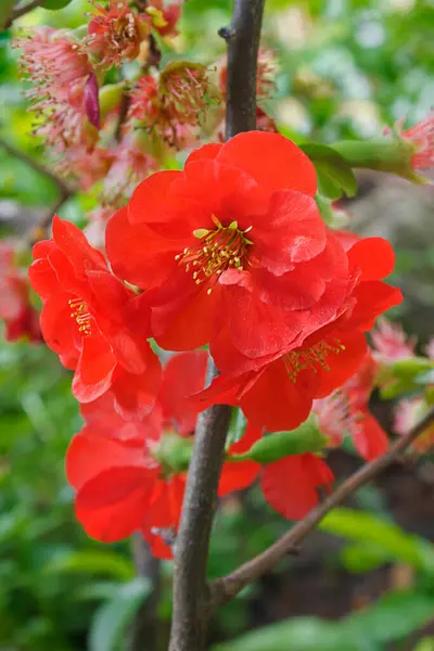 Kırmızı Japon Ayva Çiçekleri Bir Dala Yakın Çekimde Baharda Çiçek — Stok fotoğraf