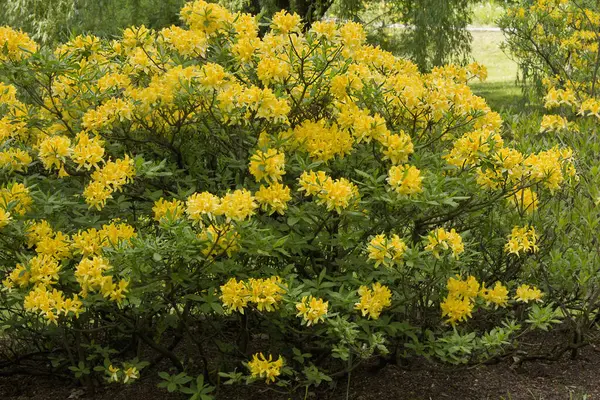 Arbustos Rododendros Flor Com Flores Amarelas Jardim — Fotografia de Stock