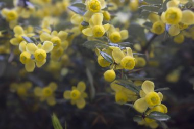 A blooming spring barberry bush with yellow flowers in close-up