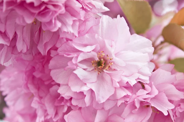 Pink Sakura Blossoms Tree Close Spring Flowering Japanese Cherry Tree — Stok fotoğraf