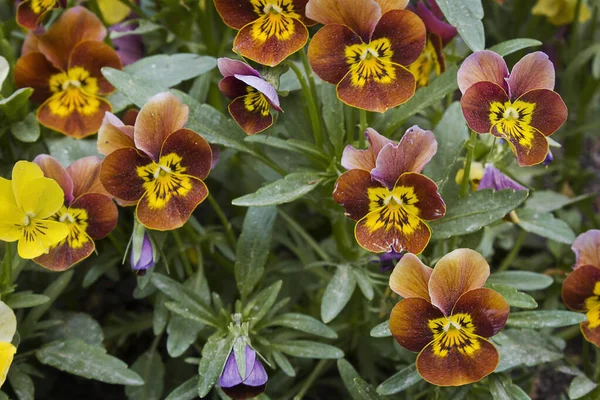 Orangefarbene Stiefmütterchen Blühen Aus Nächster Nähe Garten — Stockfoto