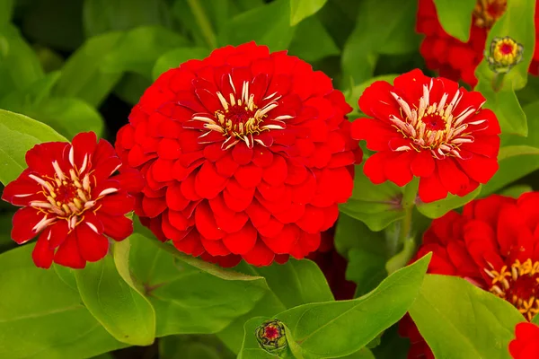 Nahaufnahme Einer Roten Zinnia Blume Die Einem Gartenbeet Wächst — Stockfoto