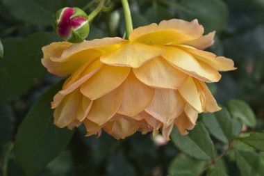 Çalının üzerinde büyüyen sarı bir gülü yakından çek