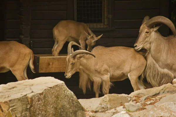 动物园圈养的鬃毛绵羊 — 图库照片