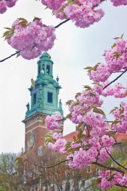 Wawel Sarayı İlkbaharda Krakow 'da Kiraz çiçekleriyle