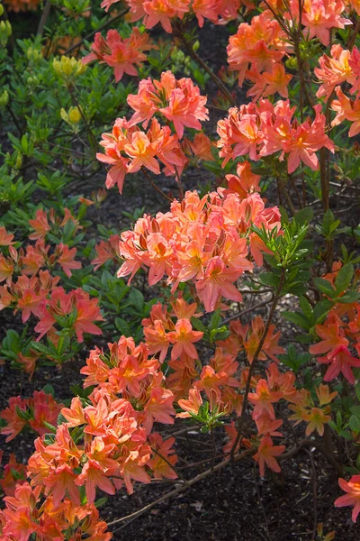 Rhododendron Shrubs Bloom Orange Flowers Garden — 图库照片