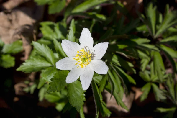 Frühling Weiße Blumen Frühlingsanemone Nahaufnahme Wald — Stockfoto